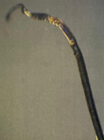 Microscopia de Luz Polarizada